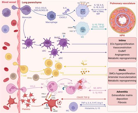 Frontiers | Inflammation and immunity in the pathogenesis of hypoxic pulmonary hypertension