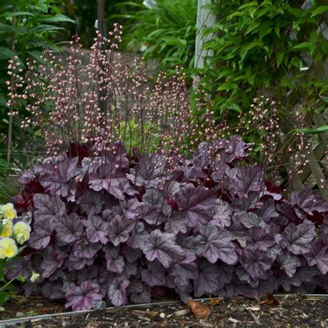 Coral Bells Heuchera