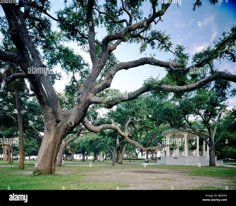 Live Oaks and Spanish Moss, White Point Park, Charleston, South ...