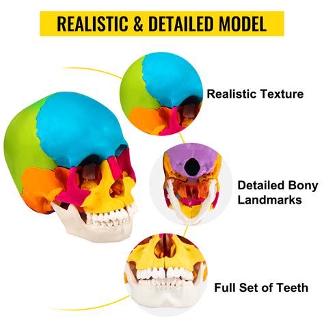 Vevor Human Skull Model Anatomical Skull Model 22 Parts 1:1 Colored Skeleton | VEVOR CA