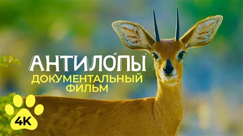 Изящные АНТИЛОПЫ - Самые быстрые парнокопытные саванны - Документальный ...