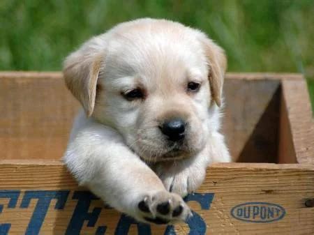 Playful Labrador Champion Line | Buy Labrador in Mumbai | Asia Pets