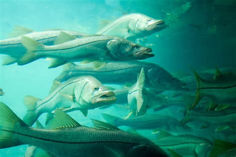 Image result for Fish Reproducing