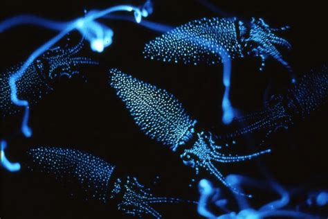 Image result for Alien Predator Goo