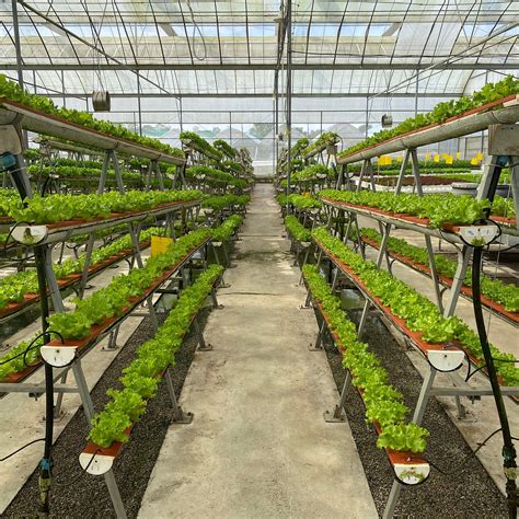 KOK FAH TECHNOLOGY FARM (2026) All You Need to Know BEFORE You Go (with ...