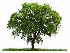 Transparent Background High Resolution Tree Png by High Resolution Tree Png Icon 733 Free Icons And Png Transparent Background High Resolution Tree Png
