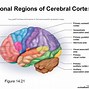 Image result for cerebral cortex