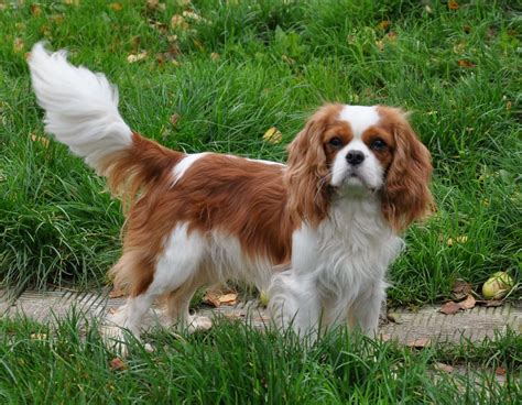 cavalier king charles spaniel short haircut Unique Cavalier King ...