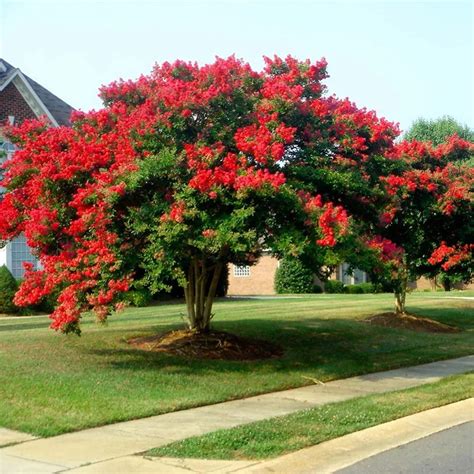 Buy Rare Flower Lagerstroemia Indica 200+ Red Dynamite Crepe Myrtle ...