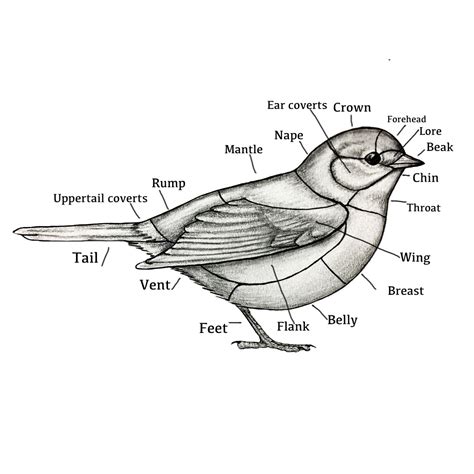 Parts Of A Bird For Kindergarten at Tracy Dibenedetto blog