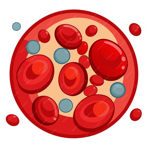 Human blood cells clip art and Vector Design With a White Background ...