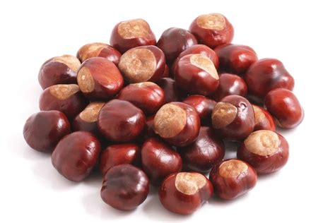 Can Dogs Eat Water Chestnuts? 4 Facts To Know