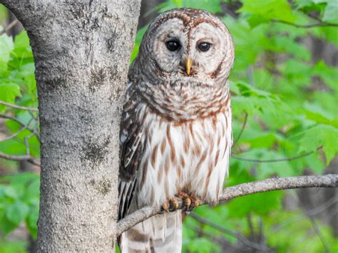 Barred Owl. Central Ohio. May 2016 - Birds and Blooms