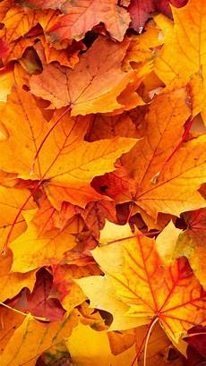 Simple Fall Iphone Backgrounds by Best Wallpapers For Iphone 6 And Iphone 6s With High Simple Fall Iphone Backgrounds