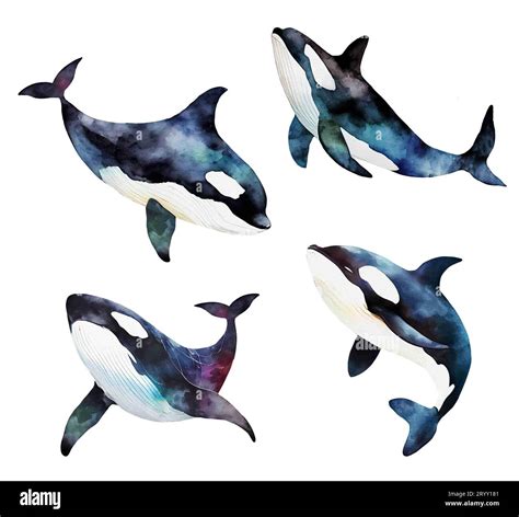Watercolor drawing killer whale isolated on white background Stock ...