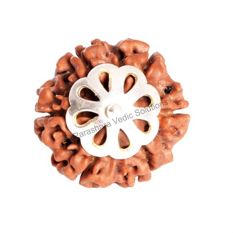 Arkam - Premium range of spiritual products|ARKAM Six Mukhi Rudraksha ...