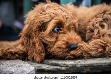 Image result for Cockapoo Tongue