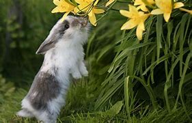 Image result for Beautiful Rabbit Black and White