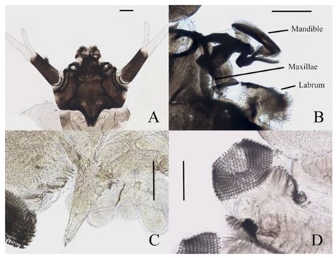 Descriptions and Barcoding of Five New Chinese Deuterophlebia Species ...