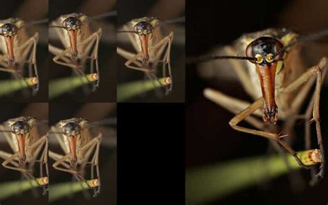 Image result for Focus Stacking Tutorial