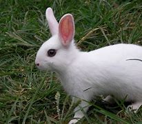 Image result for Cute Rabbit 4K