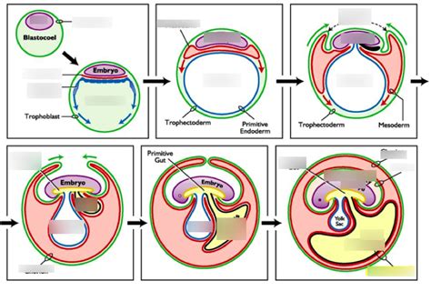 Image result for Embryogenesis Process