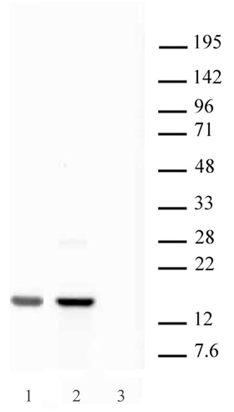 Histone H2A.X antibody (pAb) (H2AX) | Proteintech