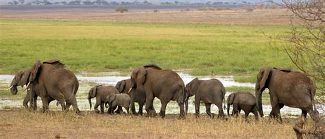 Special offers on safaris in Africa | Ultimate Safari Experience ...