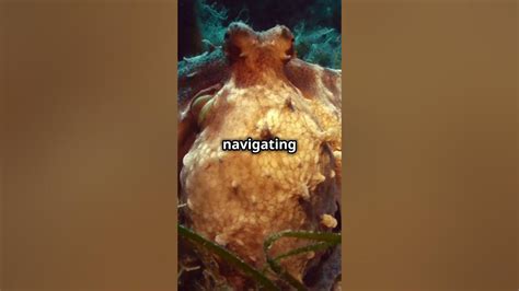 Image result for Octopus Problem Solving YouTube