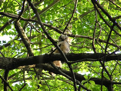 Laurel Creek Country Club: A Success Story