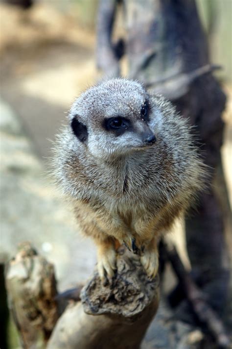 Image result for Scikit Python Zoo Animals Dataset