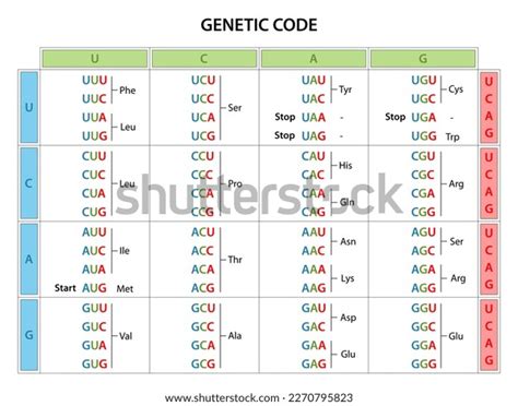 How to Read Genetic Code Table 的图像结果