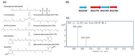 Sandaracinobacteroides saxicola sp. nov., a Zeaxanthin-Producing and ...