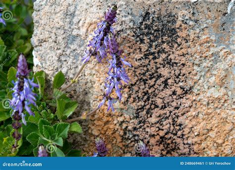 Scaredy Cat Plant Purple Flowers Background. High Resolution Stock ...