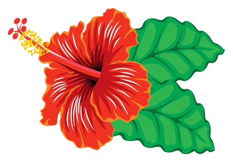 Hibiscus clipart - Clipground