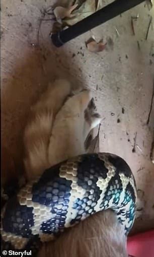 Image result for Python Eating a Cat