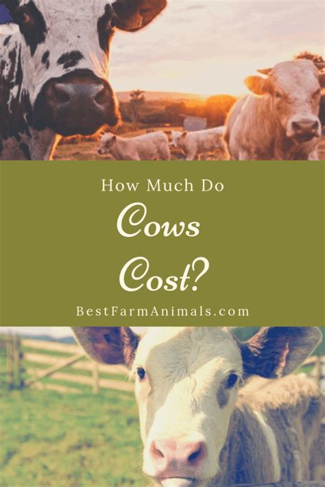 How Much Does A Cow Cost To Buy? – BestFarmAnimals | Jersey cow, Buy a ...