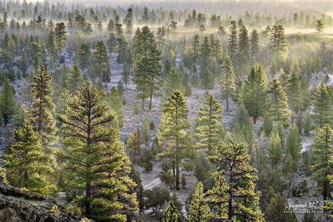 The Lost Forest of Christmas Valley - Oregon Photography