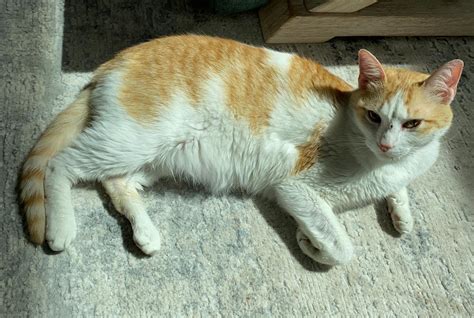 Orange And White Spotted Cat