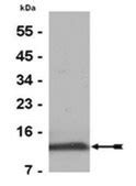 Anti-Histone H4 Antibody, pan, rabbit monoclonal culture supernatant ...