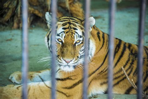 在动物园的老虎躺在笼子里高清图片下载-正版图片302639065-摄图网