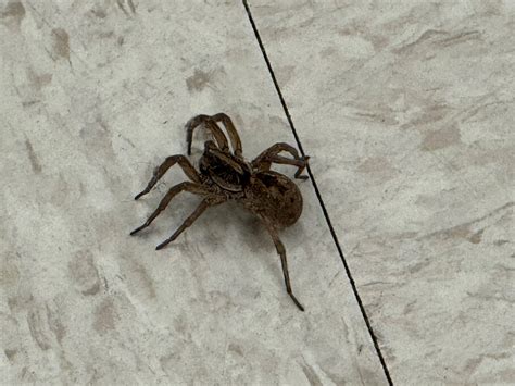 Florida Wolf Spider Bites