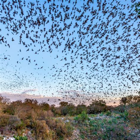Natural Bridge Caverns | Things To Do - Natural Bridge Caverns