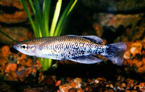 Bedotia leucopteron photo