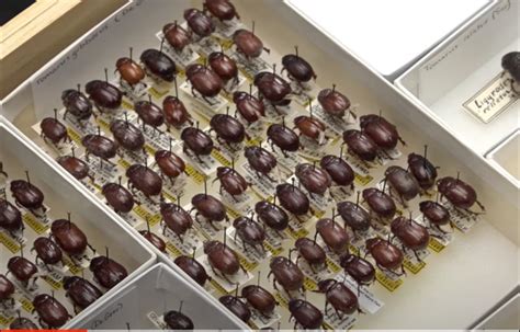 4-H Virtual Insect Collection 的图像结果