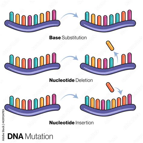 DNA Mutation 的图像结果