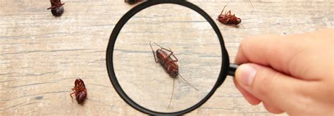 Image result for Bug Pest Control Tips