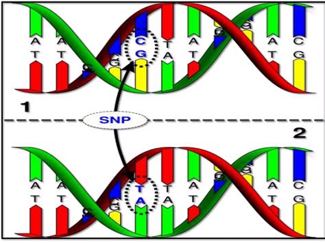 Image result for SNP Examples in Bio