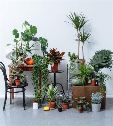 Plant Doctor — Plan A Plant