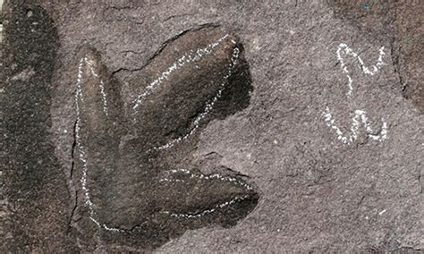 河北承德避暑山庄发现大量侏罗纪恐龙足迹化石：包括恐爪龙类、实雷龙、韩国鸟和雷龙 - 新闻中心 - 化石网
